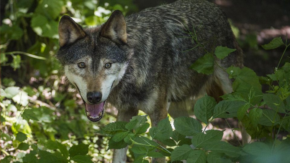AB Avrupa’da artan kurt sürülerine karşı ‘harekete geçilmesini’ istiyor